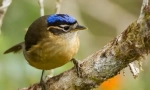 Sinegola iphritis kovaldi